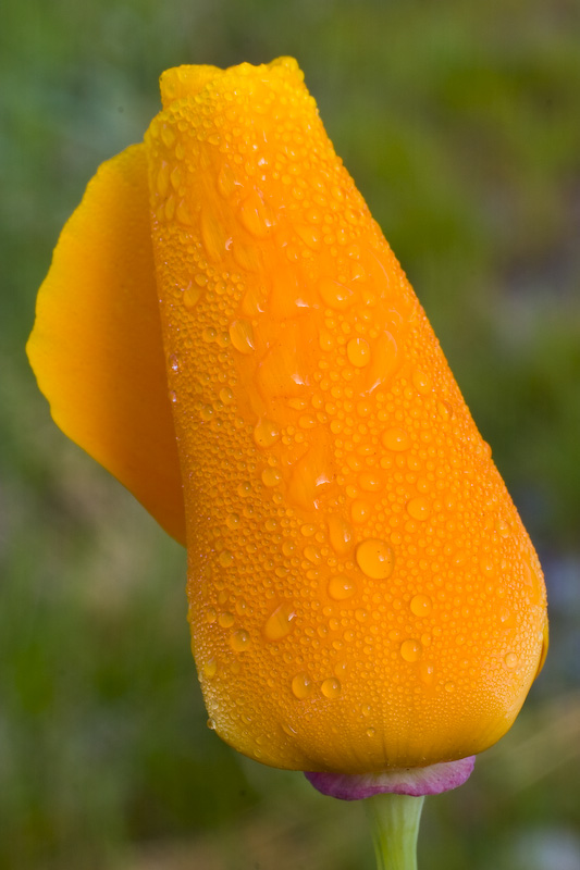 Dewdrops On California Poppy